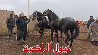 النعمي دخل خيول ملكية راس سوق باب الله 11 مليون و ريقات بذݣري