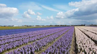 Walking around the Dutch Flower Fields 🌷 | Bulb Region | South Holland - The Netherlands 4K