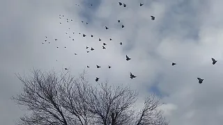 Голуби Замкового Сергея линяют в небе