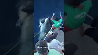 Tubarão Branco ataca peixe de Pescador! #fishing #pesca #fish #fisherman #memes #viralvideo #viral