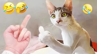 😹🐈 Funny Dog And Cat Videos 😂😹 Best Funny Animals 2024 #8
