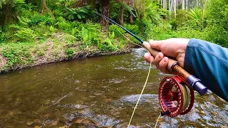 Catching Brown Trout Dry Fly and Nymph Fishing on the Toorongo River!