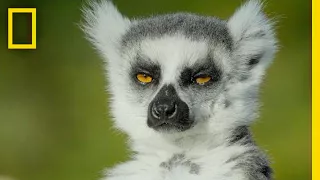 Adorable Lemurs Roam Free on This Ancient Island | Short Film Showcase