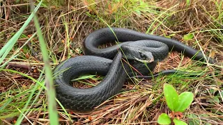 Black Racer (Coluber constrictor )