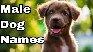 Best MALE Dog Names Ideas 2024 || Unique & Cute Boy Dog Names|| india