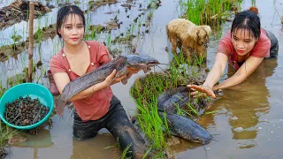 Suddenly Discovered Big Catfish - Harvesting Snails - Processing food for livestock | Country Life