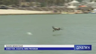 Climate change, sea level rise threaten Texas brown pelicans
