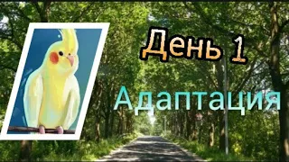 Период Адаптации 1 день