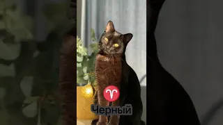 Какой цвет кошки подходит тебе по знаку зодиака 🤔 #cat #catsfacts