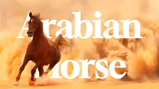 Arabian Horse 17 Interesting Facts That Will Stun You