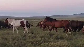 Жылқыға бөтен байтал қосылды. В табун прибилась чужая кобылка