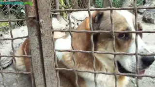 Армянский волкодав гампр , Armenian Wolfhound Gampr