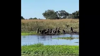 Baboon vs Crocodile at Kwando Lebala