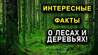 ИНТЕРЕСНЫЕ ФАКТЫ О ЛЕСАХ И ДЕРЕВЬЯХ!