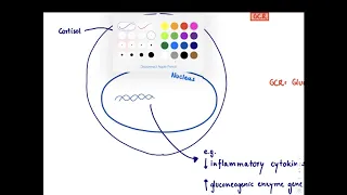 Brandl's Basics: Introduction to Glucocorticoids- Mechanism of action and adverse effects