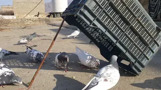 Unique Bird Trap"How To Trap Pigeon Easy With Box.