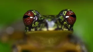 Stunning Close-ups: Meet These Frogs Before They Go Extinct | National Geographic