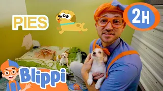 Opieka nad zwierzętami | Blippi po polsku | Nauka i zabawa dla dzieci