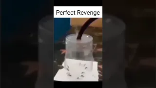 How to take Perfect Revenge from Mosquitoes