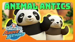 Octonauts: Above & Beyond - 🐯 Animal Antics 🐾 | Compilation | @Octonauts​