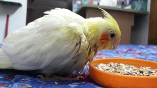 Cockatiel learning self eating - level 2/ baby cockatiel learning to eat seeds