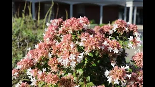 Rose Creek Abelia