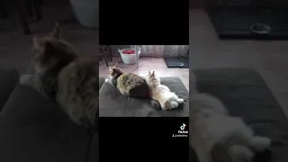 Кролик и кошка друзья