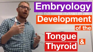 Development of the Tongue and Thyroid | Embryology
