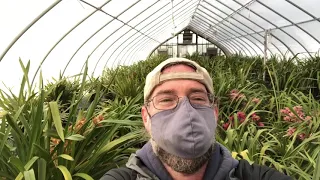 Orchid Houses - Cymbidiums - Production Facility at U.S. Botanic Garden