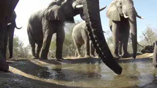 Gopro close up of african elephants