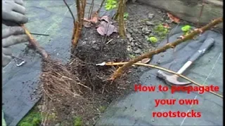 How to propagate your own rootstocks