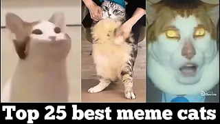 Top 25 best meme cats