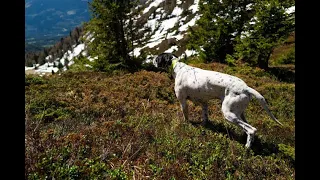 Black Grouse hunting with English Pointer