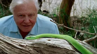 David Attenborough: A Life On Our Planet | Official Trailer | WWF