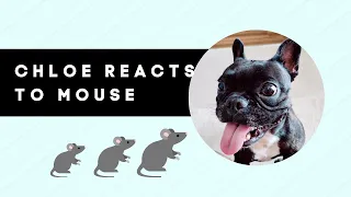 French Bulldog Reaction to Mouse | React Pranks Video | Французский бульдог лучшее приколы