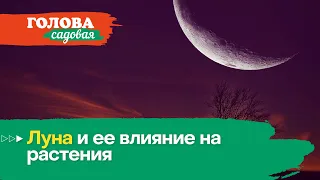 Голова садовая - Луна и ее влияние на растения