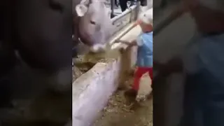 Мальчик кормит коров.