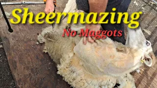 Sheermazing no maggots! Cows, Sheep and a Deere.