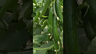 Amazing Cucumbers 🥒 #shorts #cucumber #farming #agriculture #youtubeshorts #plant #grow #gardening