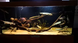 Hungry bichirs, polypterus fish tank