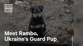 Puppy Helps Guard Ukraine's Front Lines #Shorts