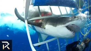 10 TERRRIFYING Shark Encounters Caught On Tape