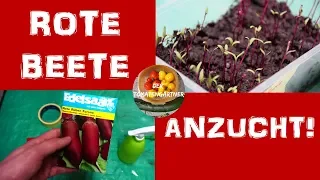 Rote Beete Aussaat,Pikieren und mehr! | Rote Beete Anzucht