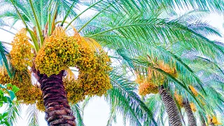 Dates (Tamer), & Date Palm in Lebanon! Everything You Need to Know! 🌴