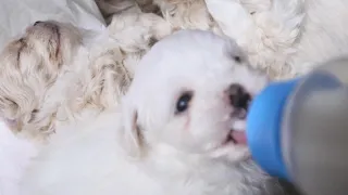 동냥젖 먹으려고 강아지들이랑 노력하는 아기냥이