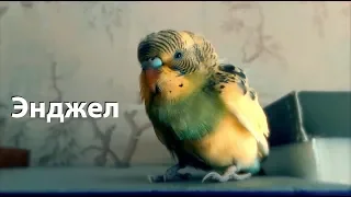 Волнистый попугай Энджел (НАЗАД В ПРОШЛОЕ)