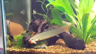 Senegal Bichir eats goldfish for 1st time