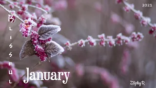 Z8phyR | Blissful January | Album Mix