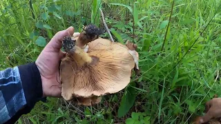 Удачный сбор грибов.Дорога-ралли. Successful mushroom picking. Rally road. Road that off road