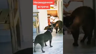 Приставучки 🐈🐕#смешныеживотные